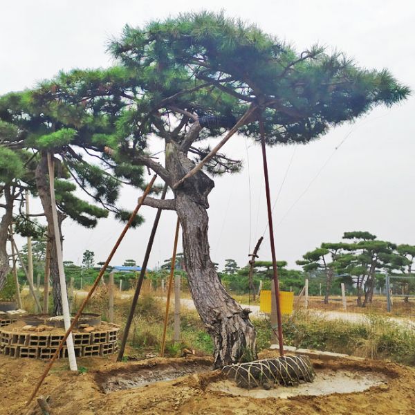 如何處理造型松雨季積水問題？