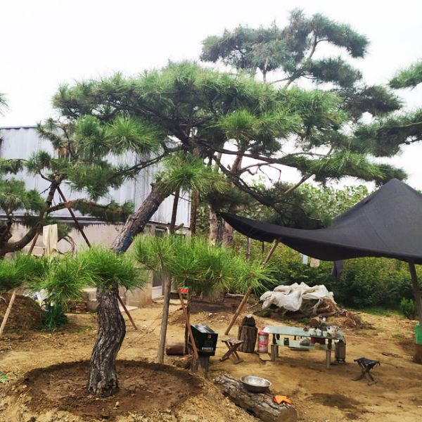 造型黑松該如何種植管理，您知道嗎？