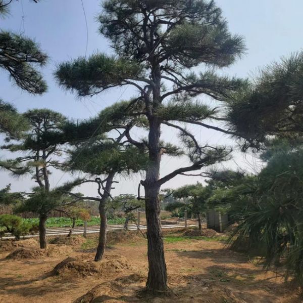 造型油松