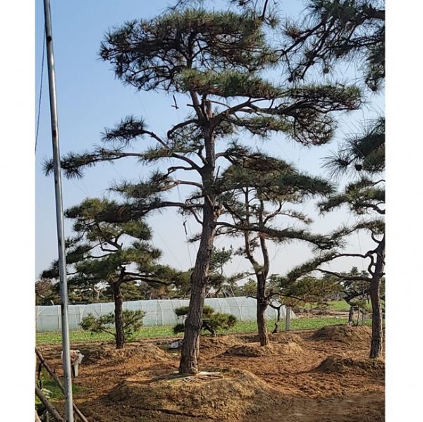 造型油松