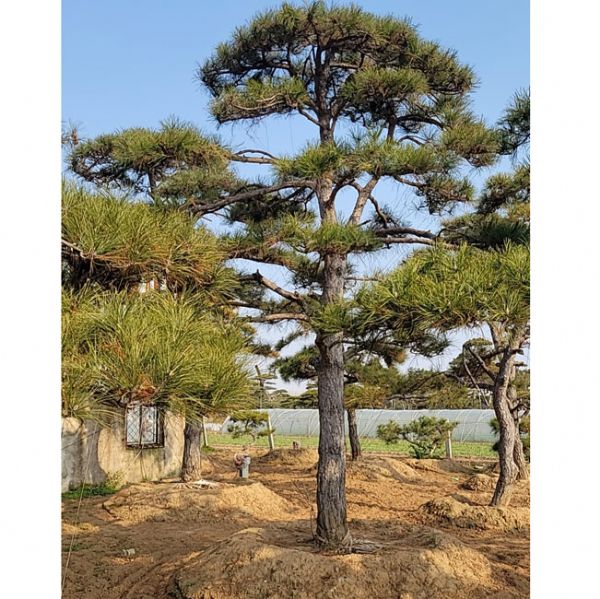 造型油松