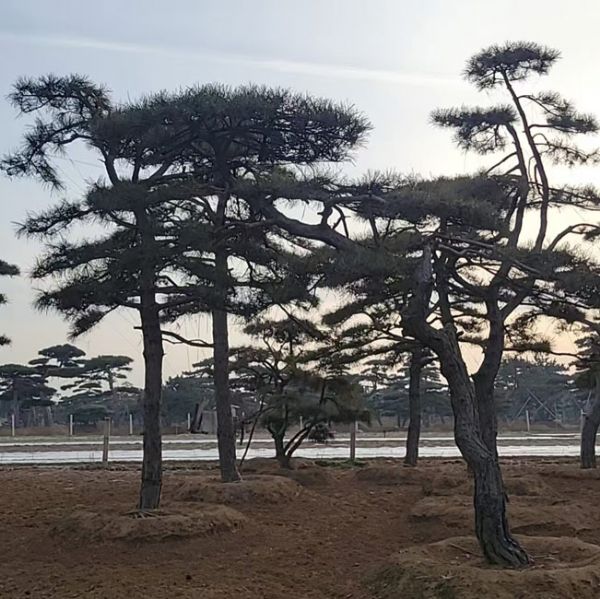 造型油松