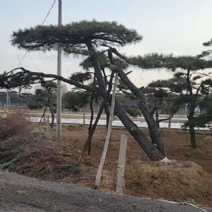 造型油松